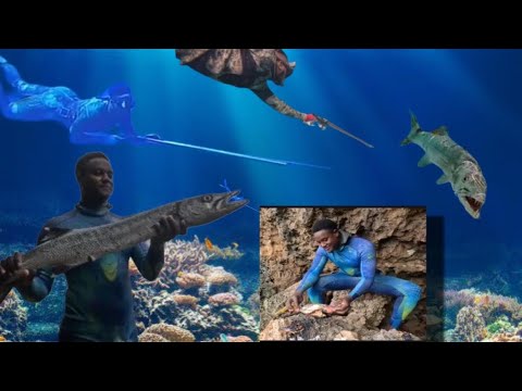 Mutton Snapper, Barracuda, Jacks ETC All Speared In Todays Linkup Dive Ft @Sfjlifestyle
