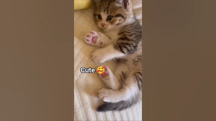 Video 11456961: cat munchkincat kitten, catlover munchkincat cute, cat funny munchkincat, cute kitty