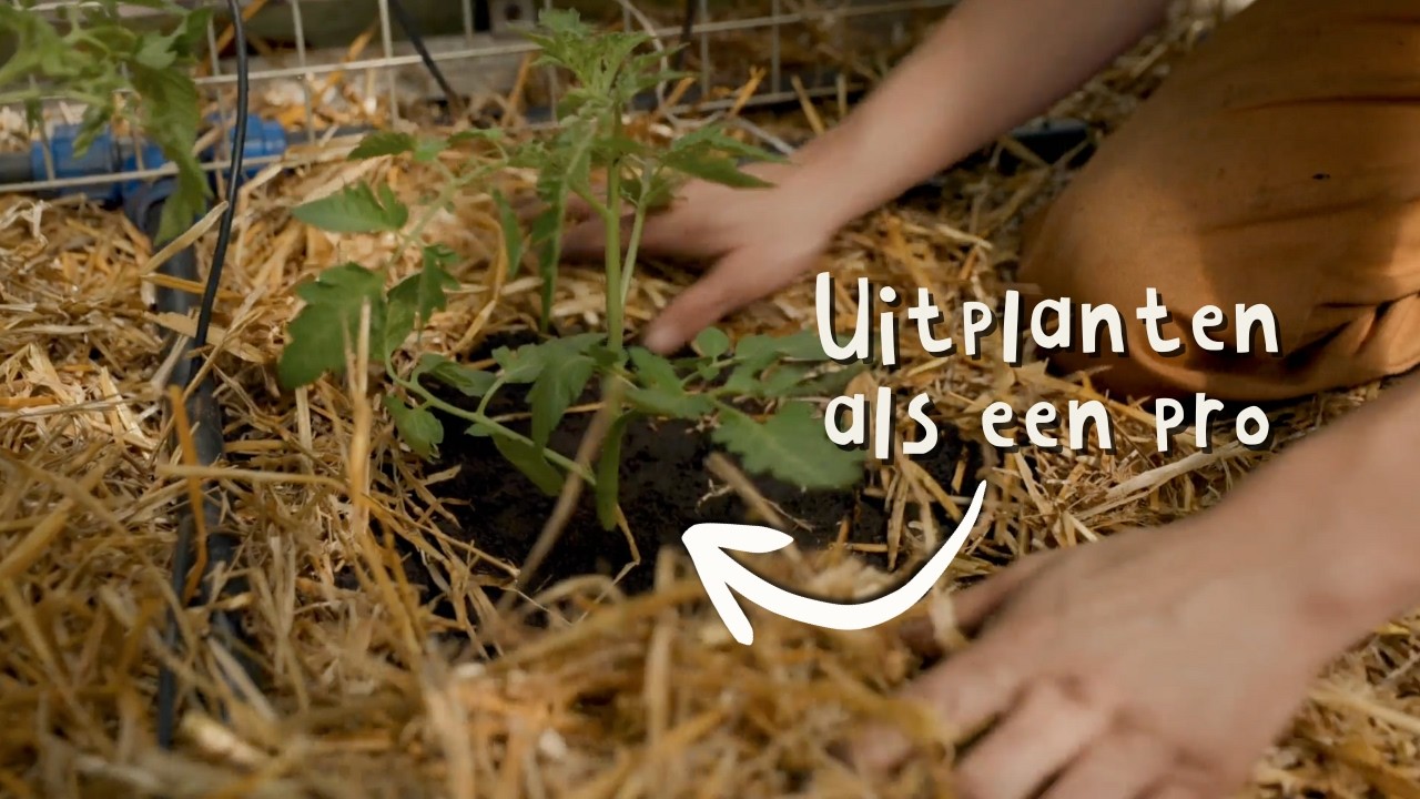 Tomaten uitplanten: dit moet je weten voor een goede oogst