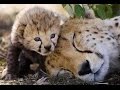 Adorable Animal Moms & Babies