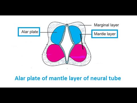 Neurulation l The