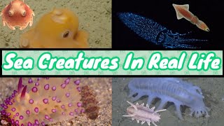 All Sea Creatures In Real Life! | Animal Crossing: New Horizons