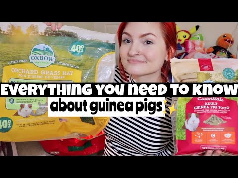 Video: Guinea Pig Care