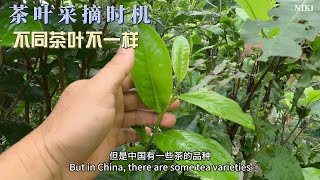 不同茶叶，采摘标准不一样#古树茶 #茶叶标准