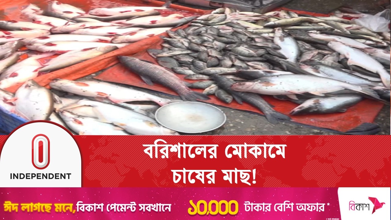 বরিশালে মিঠা পানির মাছের সংকটে বাজার দখল করেছে বাইরের জেলা থেকে আসা চাষের মাছ | Independent TV