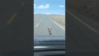 Fighting Marmots🤣🤣🤣#tiktok #funny #rek #hamster #animals #prikol