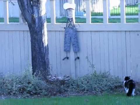 2010 April raccoon cat fight.wmv - YouTube