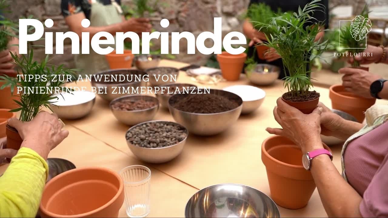 So pflegst du deine Zimmerpflanze mit Pinienrinde | Tipps zur Anwendung von  Pinienrinde | potflourri