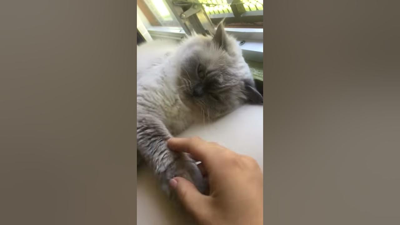 Why are cats so cute but so bipolar ? YouTube