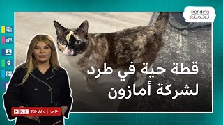 قطة حية في طرد لشركة أمازون في أمريكا، ما قصتها؟