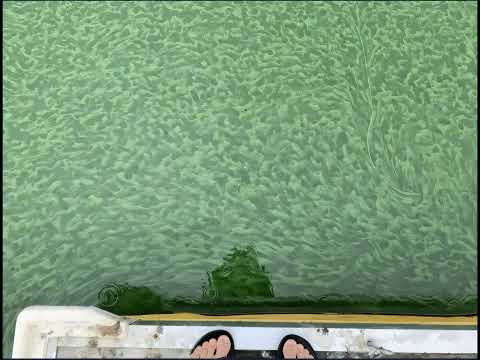 Прихована роль азоту у спалахах токсичних водоростей