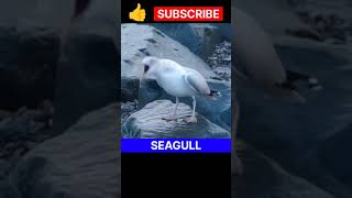Seagull || Seagull Sound #shorts #trending #viral #4k