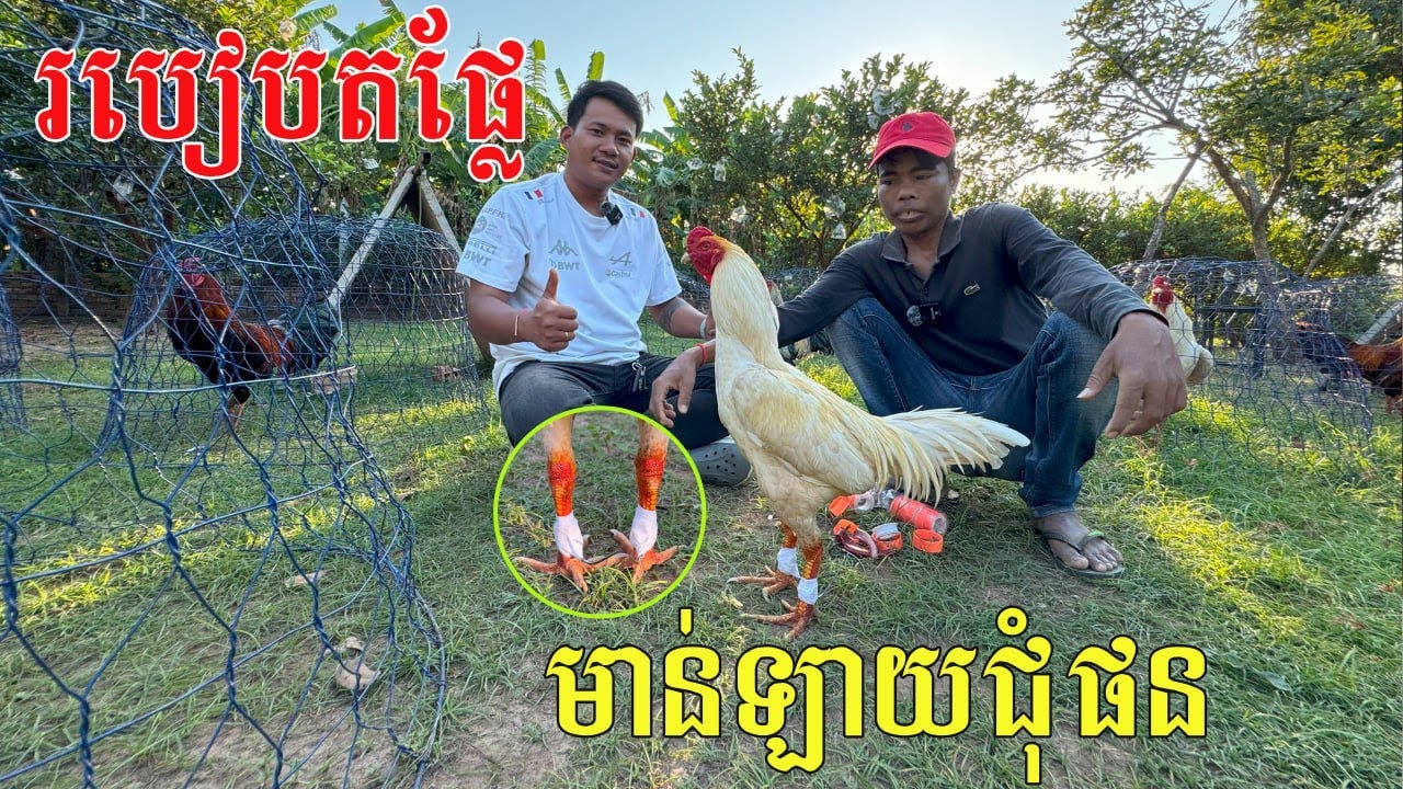 របៀបតផ្លែ..ប្រភេទមា..ន់ជុំផន