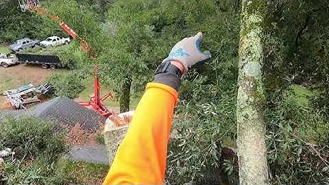 The biggest oak I have ever climbed, using a crane to remove it