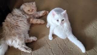 Cute White and Brown Cats Meowing to attract Me