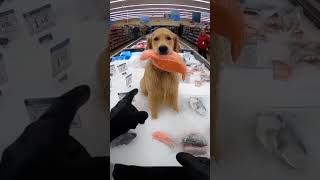 The great salmon escape of 2025. He's too fast! #bodycam #police #dog #fyp #shortsviral