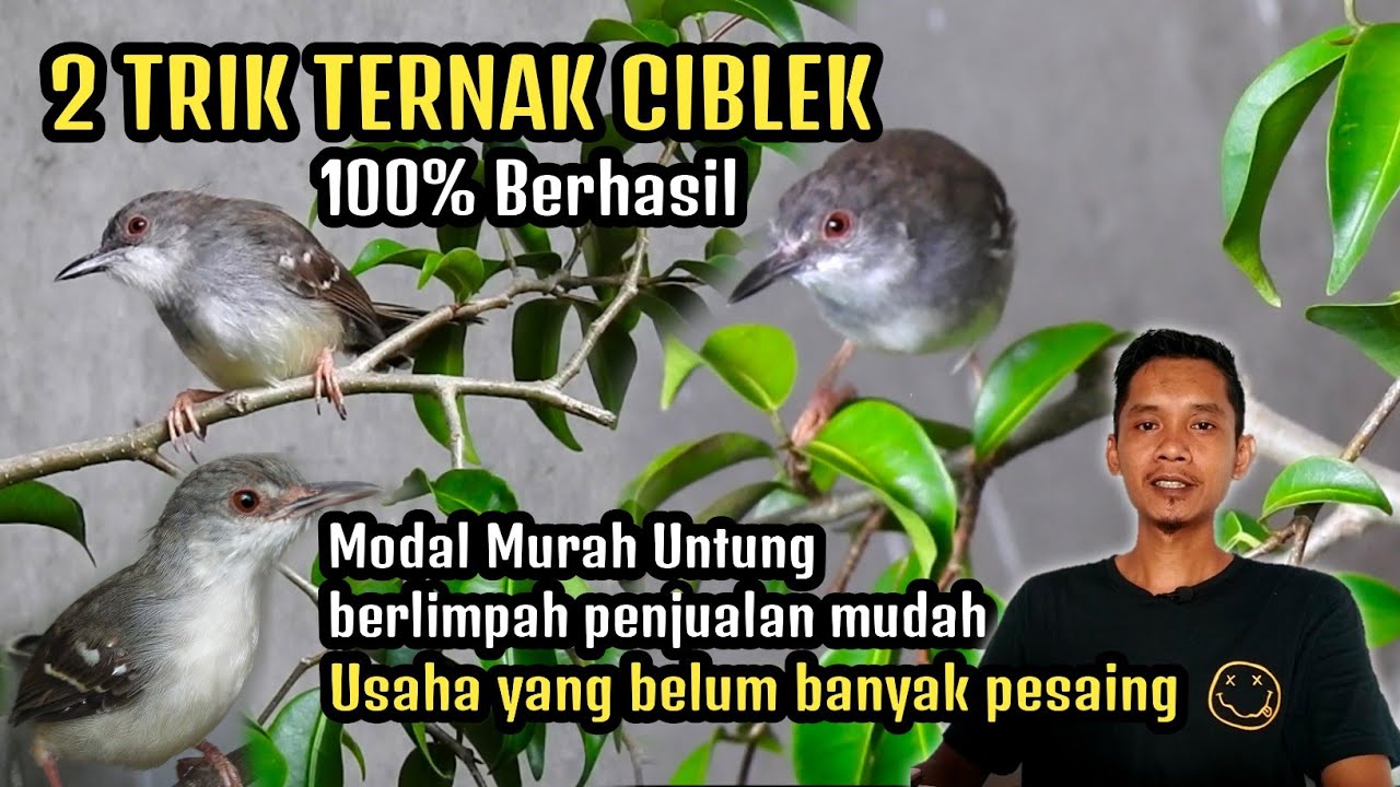 TERNAK CIBLEK MODAL MURAH UNTUNG BERLIMPAH 