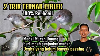 TERNAK CIBLEK MODAL MURAH UNTUNG BERLIMPAH