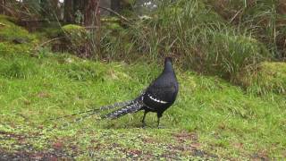 Mikado Pheasant - wing-whirring display (Dasyueshan, Taiwan, January 6 2016)