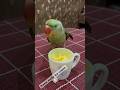 #like#parrot#shortvideos#youtubeshorts#shortsviral#viral#trending 🦜