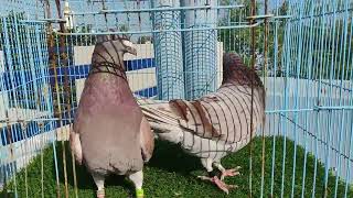 DHPS36: #RacingPigeon #PigeonRacing #HomerPigeon #PigeonTraining #PigeonLovers #WhiteBeauty #PIGEONS