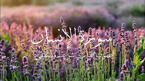 سبحان الذي أعطاه هذا الصوت| القارئ شريف مصطفى| "سورة الإنسان كاملة"