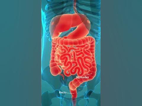 ¿Qué es el colon y qué función desempeña? - YouTube
