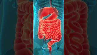 ¿Qué es el colon y qué función desempeña?