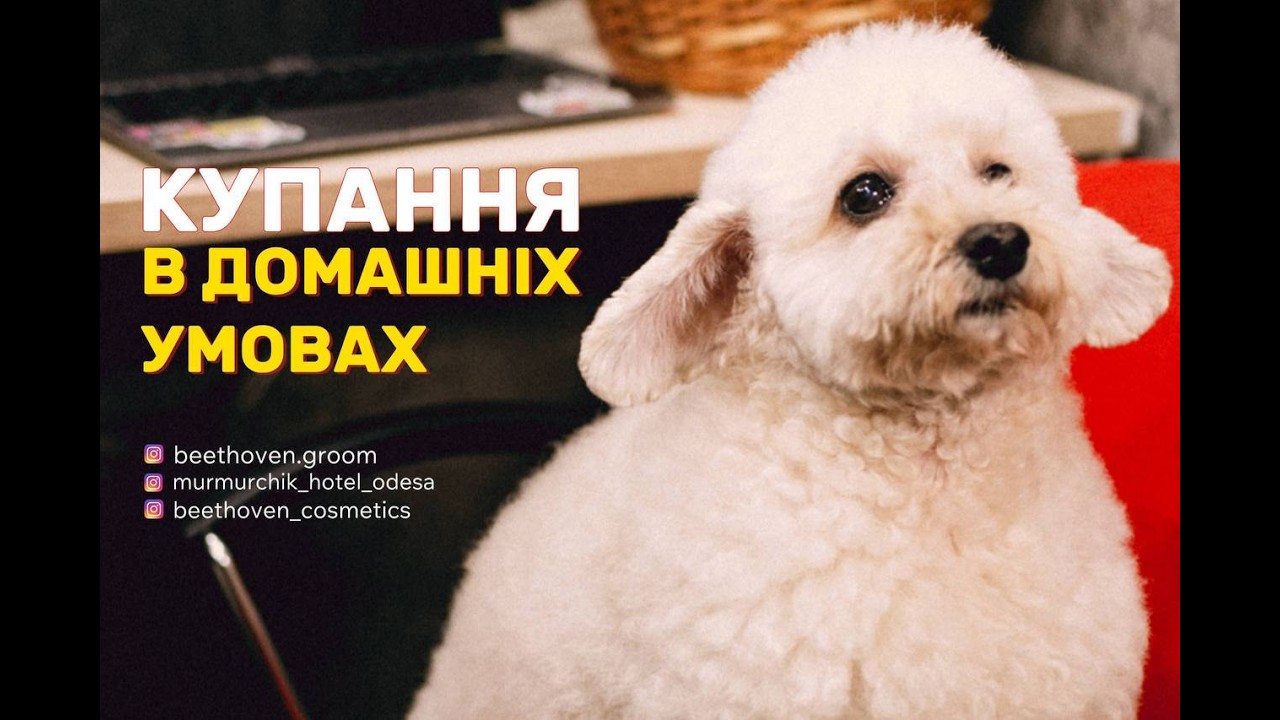 Чем мыть собаку | мальтийская болонка | пудель| йорк| мальтипу |правильное мытье шаг за шагом