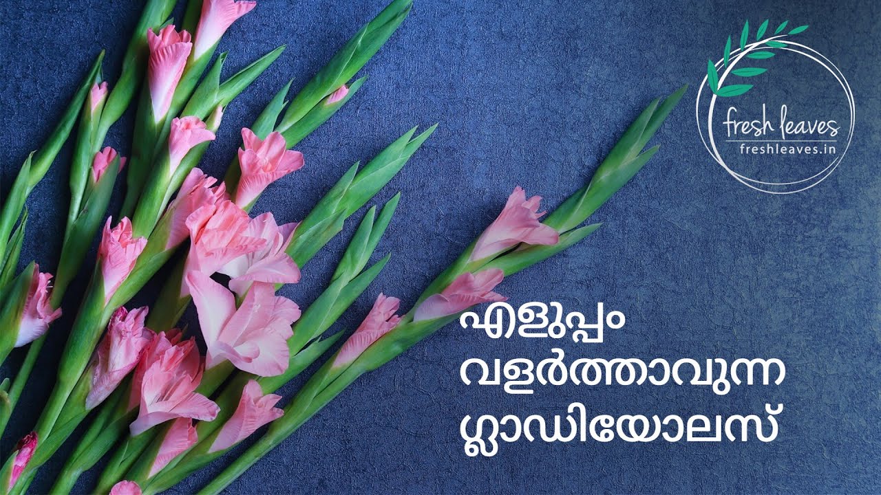How to grow Gladiolus easily || ഗ്ലാഡിയോലസ് എളുപ്പത്തിൽ വളർത്താം - Explained in Malayalam