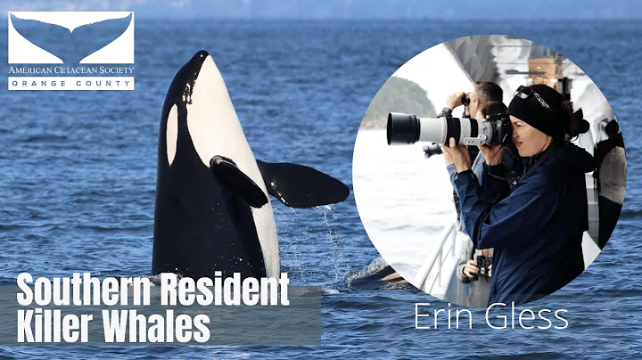 Southern Resident Killer Whales with Erin Gless