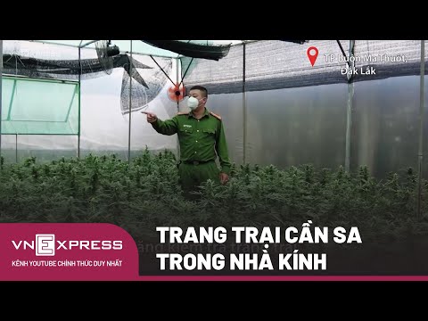 Video: Khởi động một nhà kính mọng nước - Cách trồng cây mọng nước trong nhà kính