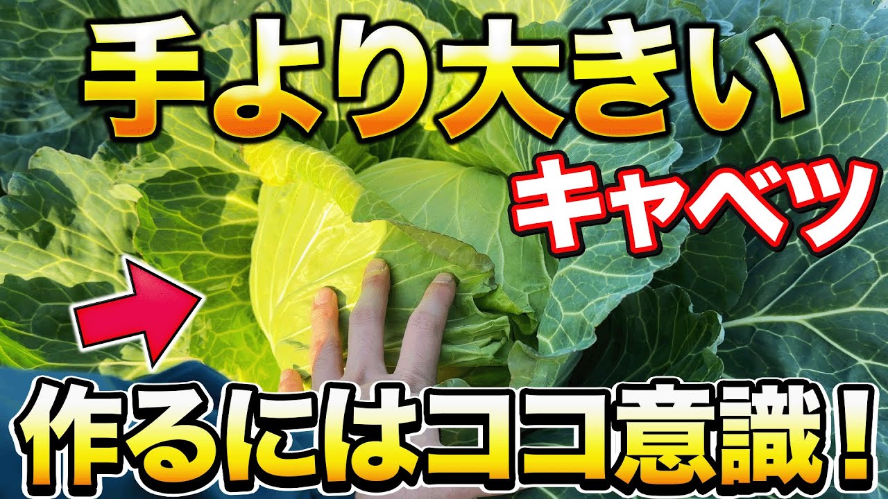 3 points] If you want to grow large cabbages, it is essential to