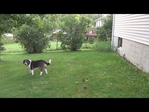 Dog Struck By Lightning!  Must See!