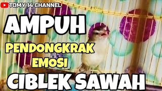 CIBLEK SAWAH Klik klik nembak nembak Ampuh bikin CIWAH bahan Gacor Bersahutan