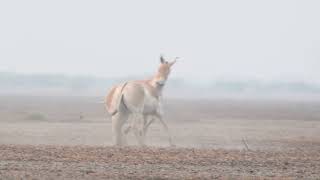 Little rann of kutch safari: Indian wild ass fighting. #indianwildass#animal #gujarat#kutch#gujarat