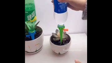 Vòi tưới cây tự động gắn chai nước