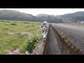 Cat to patrol the rice fields of the spring