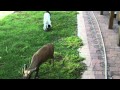 LEMUR annoys a DOG, a DEER AND a KANGAROO in under 60 seconds!