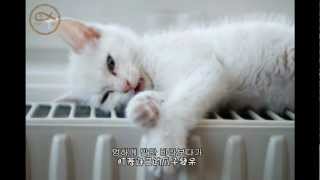 Watch Juniel Cat Day video