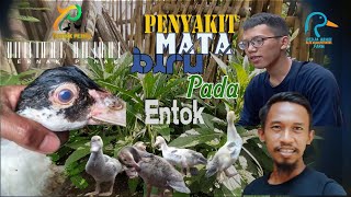 AMPUH!! Cara Baru Mengatasi Mata Biru | Ternak Penak