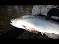 Ole ed with a steelhead limit  bobber downs gopro 