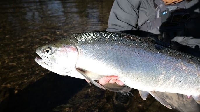 Addicted Fishing COLLAB! Multiple Steelhead In High water 