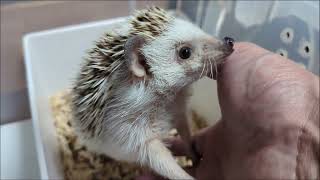 いつもより甘えてくる　はりねずみさん　#hedgehog #hedgehoghog #ハリネズミ