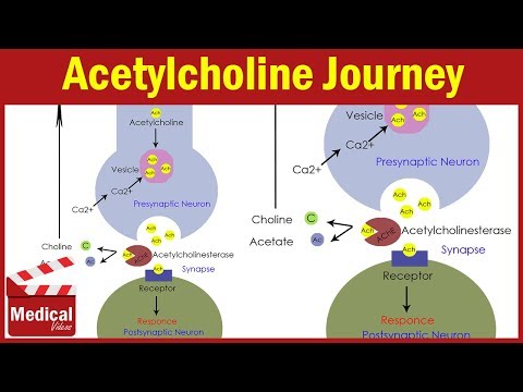 Pharmacology [ANS] 5-