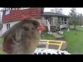 Daily Birdwatching - Netvue Birdfy Birdfeeder Cam - April 13, 2024