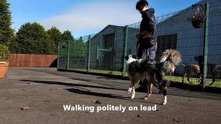 My Border Collie Chases Cars!?