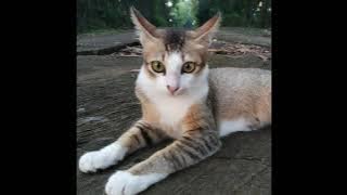 suara kucing memanggil teman auto datang