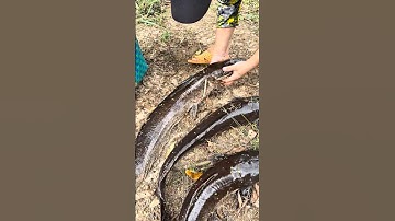 Câu Cá Trê khủng ở đầm hoang thật tuyệt vời! #cauca #fishing #shorts