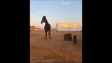 الدنيا دواره بدر العزي خيل 